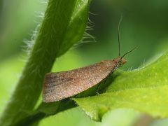 Clepsis rogana