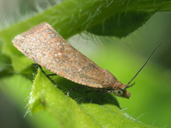 Clepsis rogana