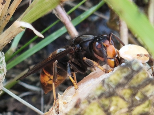 Yellow-legged Hornet