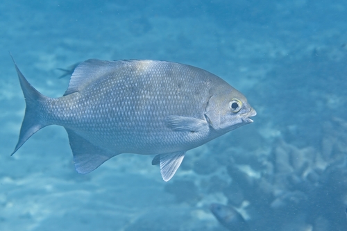 Kyphosus cinerascens observed 2026-10-07