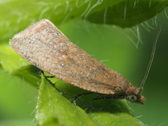 Clepsis rogana