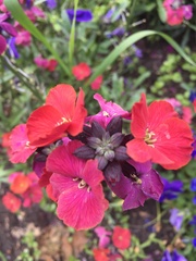 Erysimum