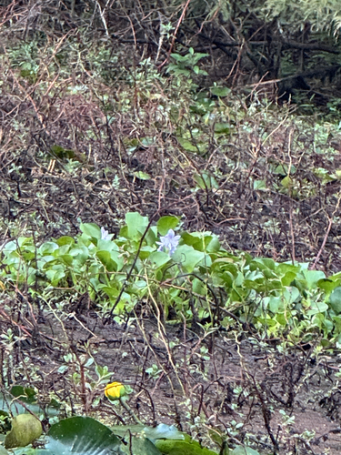 common water hyacinth