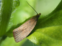Clepsis rogana