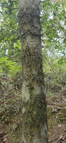 Nibong Palm