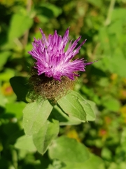 Centaurea pectinata