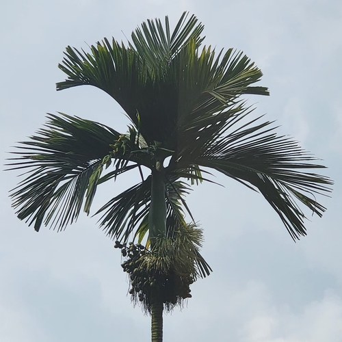 Areca catechu observed 2026-10-04