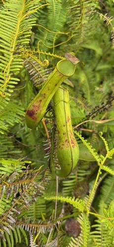 Slender Pitcher-Plant