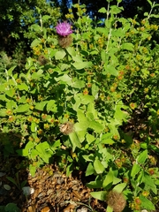 Centaurea pectinata