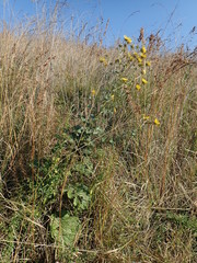 Berkheya maritima