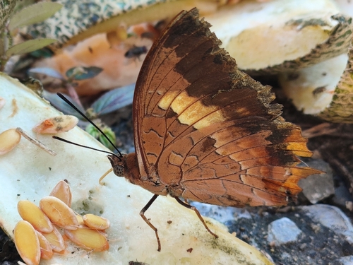 Tawny Rajah