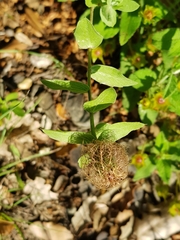 Centaurea pectinata