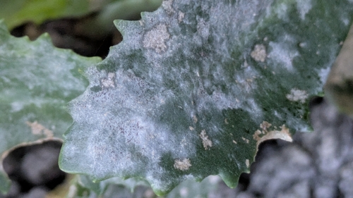 Erysiphe sedi
