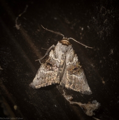 Acatapaustus metallopa