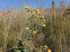 Berkheya maritima