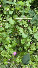 Geranium lucidum