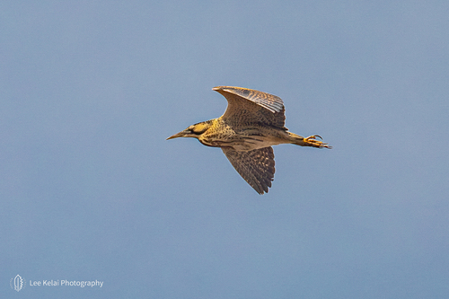 iNaturalist image