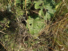 Berkheya maritima