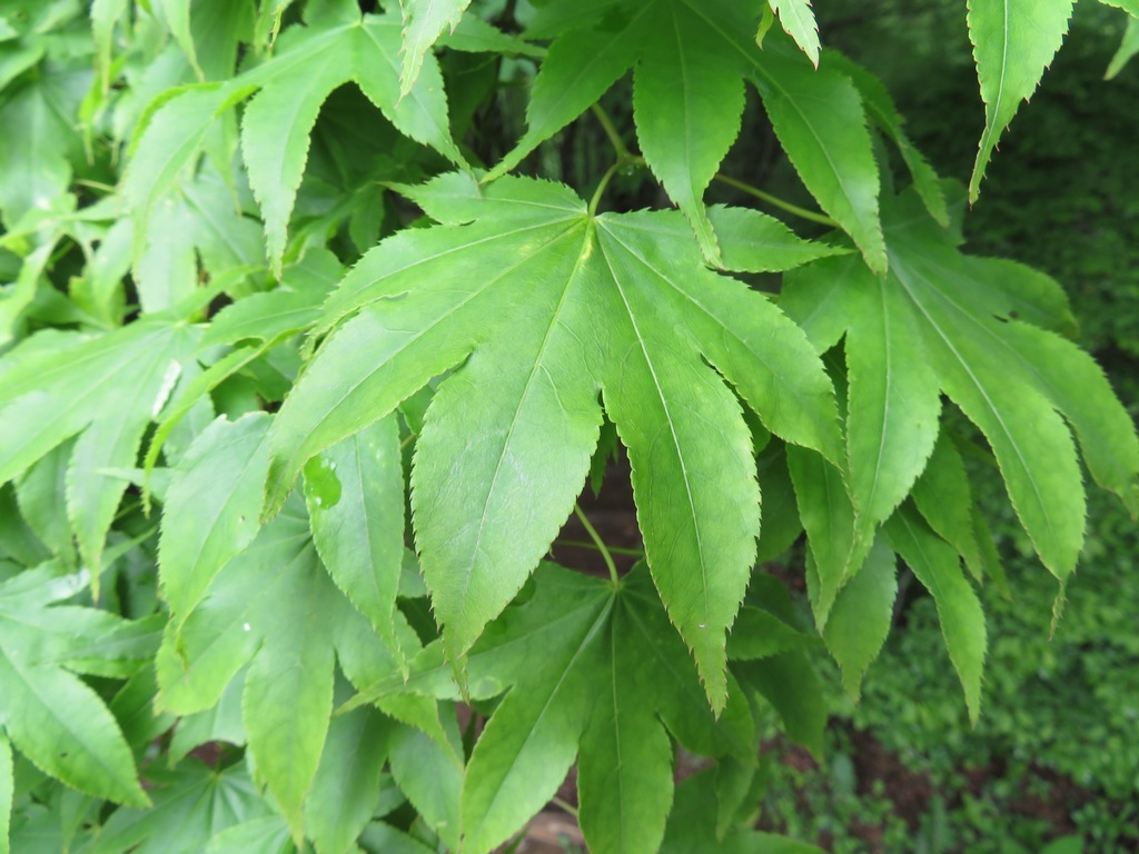 Japanese maple