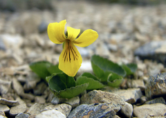 Viola crassa