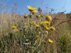 Berkheya maritima