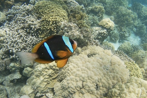 Amphiprion allardi observed 2026-10-07