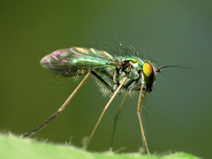 Condylostylus comatus