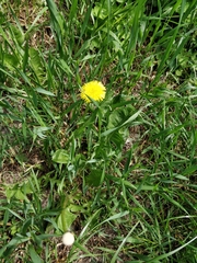 Taraxacum officinale