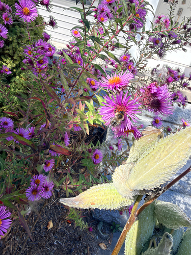 Common Eastern Bumble Bee