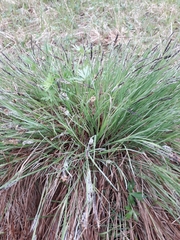 Carex cespitosa
