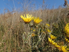 Berkheya maritima