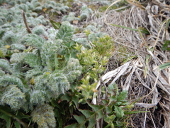 Leptinella plumosa