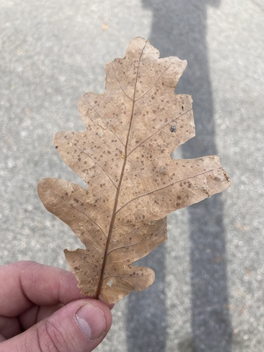 English oak