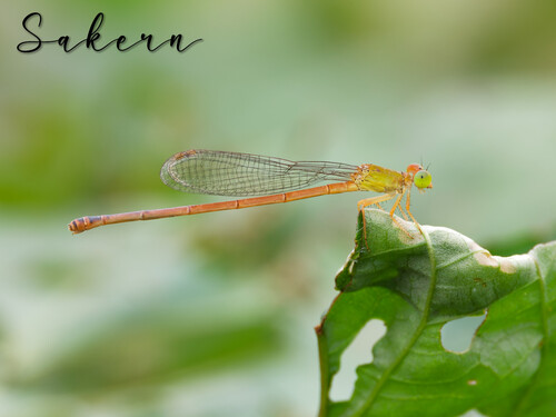 Orange-tailed Sprite