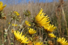 Berkheya maritima