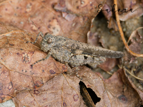 Carinate Locust