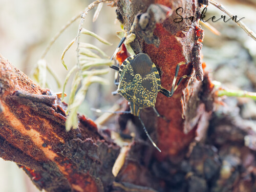 Yellow-spotted Stink Bug
