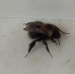 Bombus