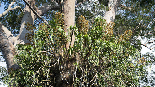Grammatophyllum observed 2026-09-14