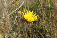 Berkheya maritima