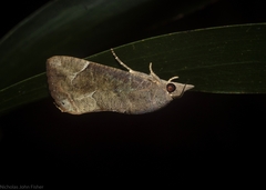 Hypocala guttiventris