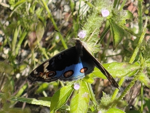 Blue Pansy