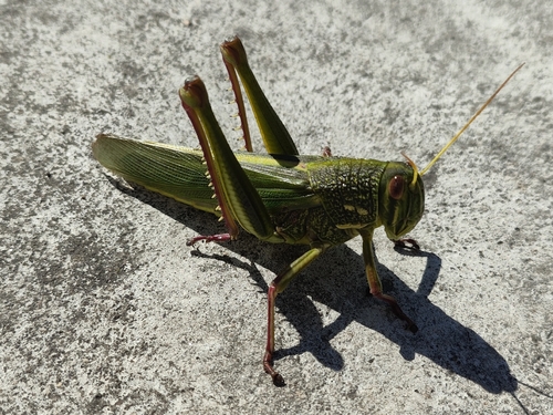Large Green Grasshopper