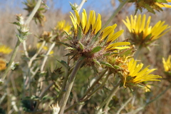 Berkheya maritima