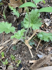 Heuchera richardsonii