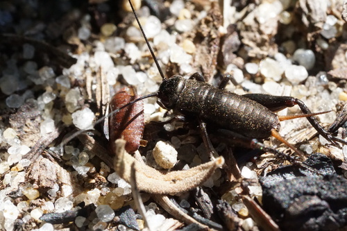 Spring Field Cricket photo 5