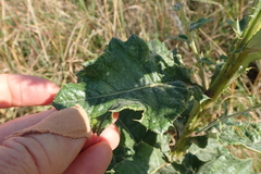 Berkheya maritima