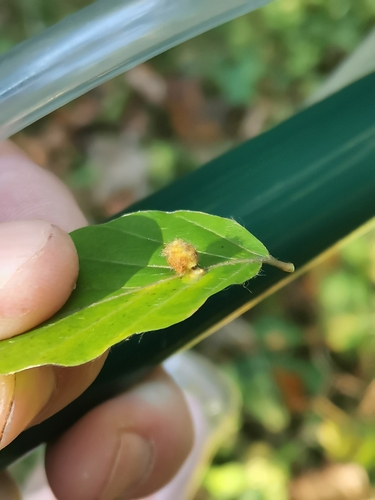 Hairy Beech Gall