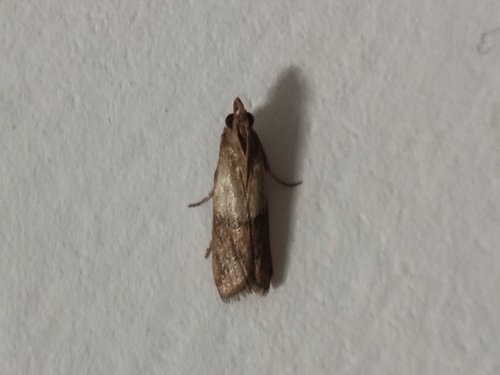 Indian-Meal Moth