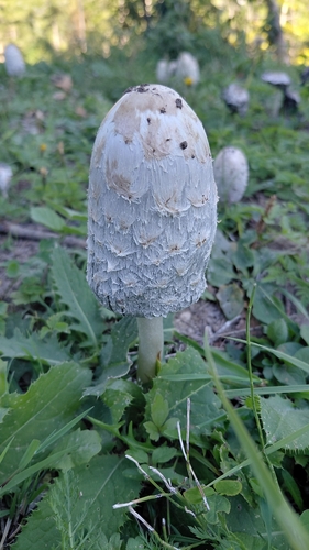 Shaggy Mane